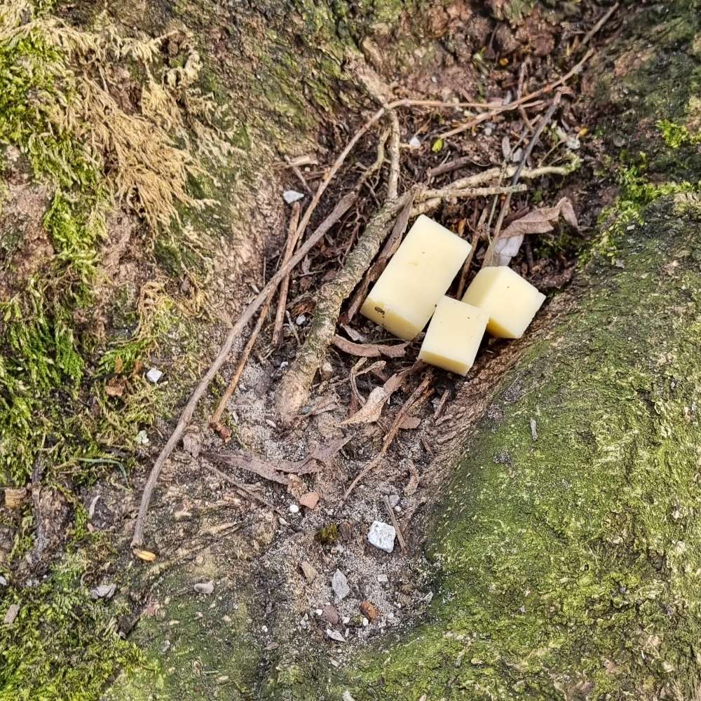 Giftköder-Käse im Park beim Morizz-Profilbild