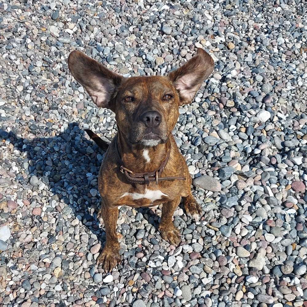 Hundetreffen-Sozial Walk-Profilbild