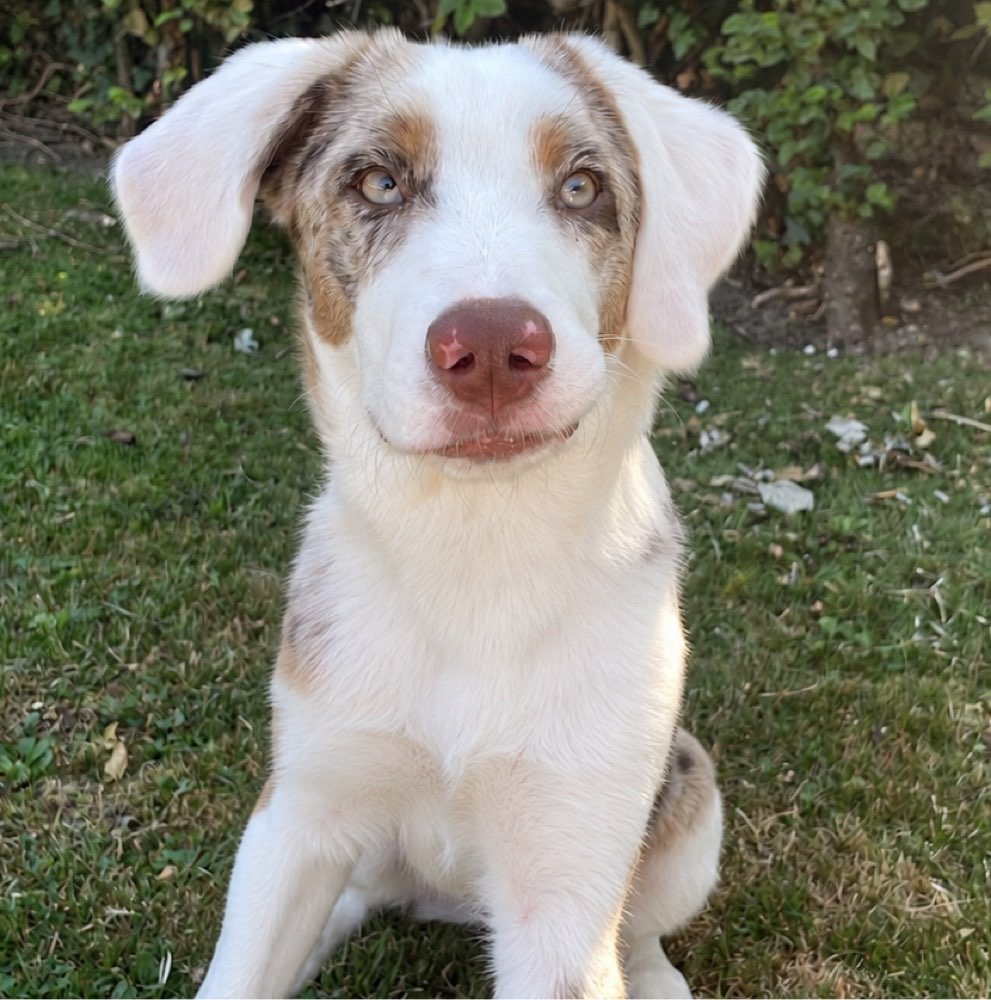 Hundetreffen-Freunde zum spielen gesucht-Profilbild