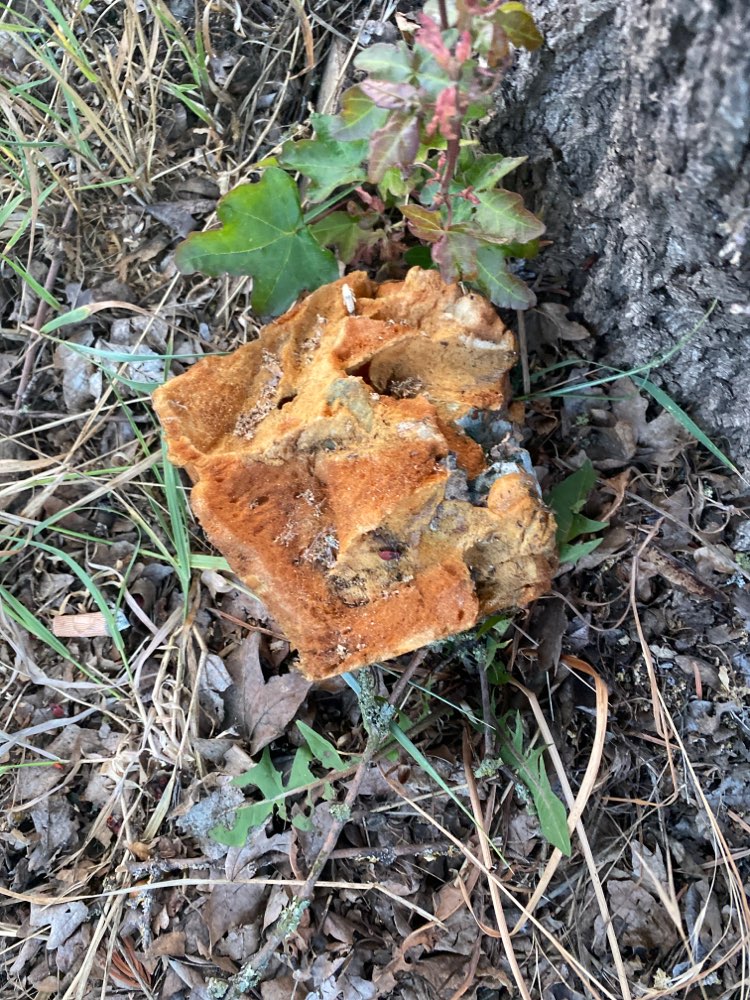 Giftköder-Brot mit nägel und steinen-Profilbild