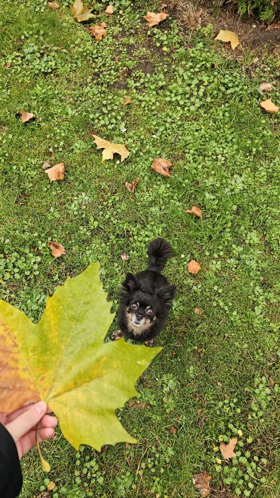 Hundetreffen-Social Walk Fischteiche-Profilbild