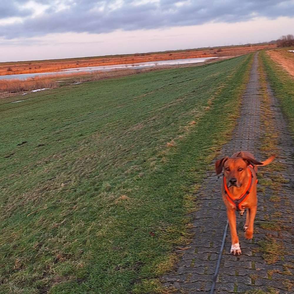 Hundetreffen-Entspannte Spaziergänge-Profilbild