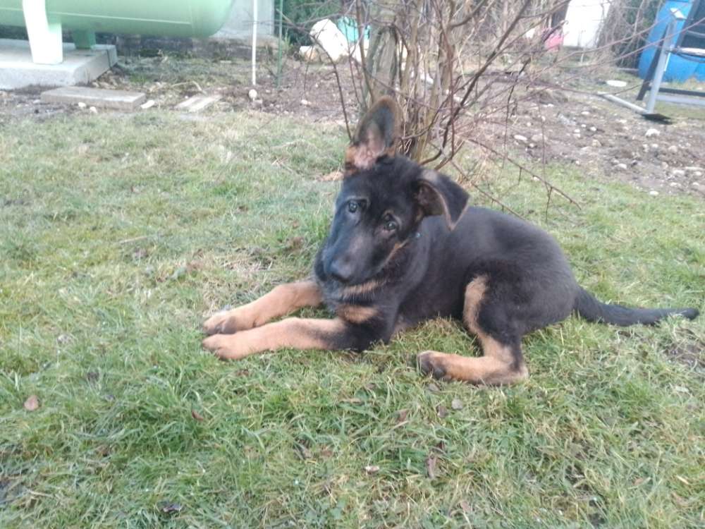 Hundetreffen-Welpentreffen-Profilbild