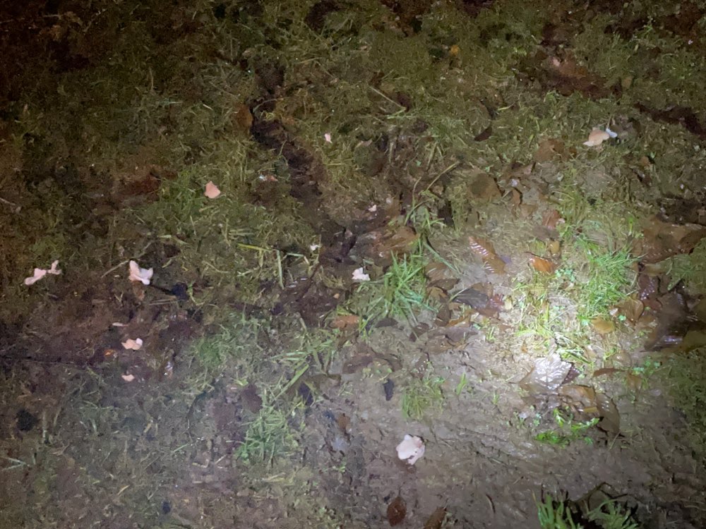 Giftköder-Mögliche Giftköder.-Profilbild