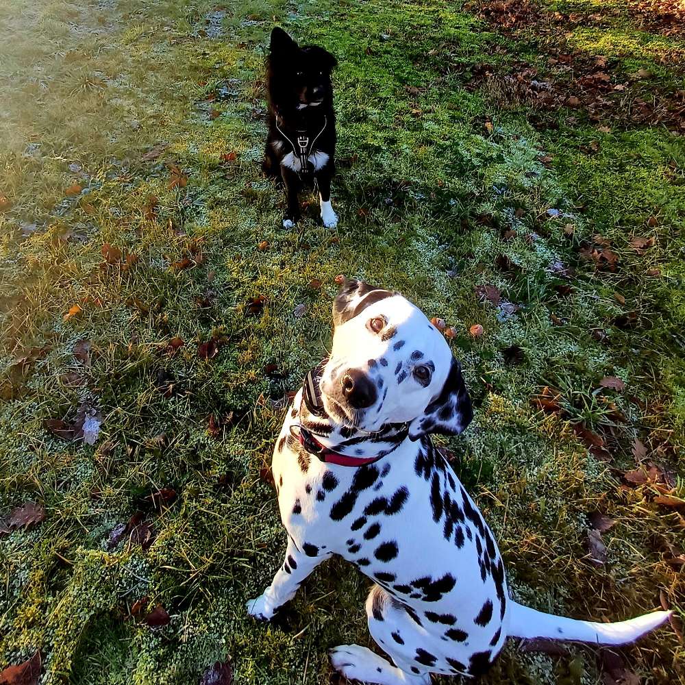 Hundetreffen-Social Walk-Profilbild