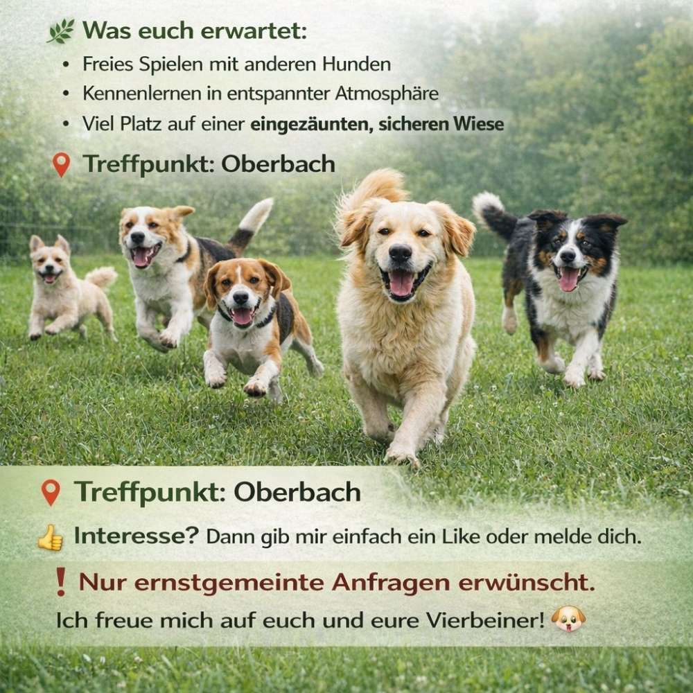 Hundetreffen-Zusammen Spielen-Profilbild