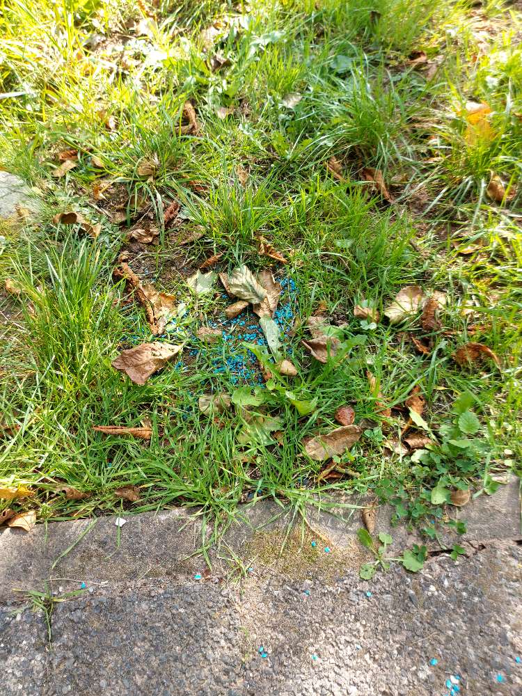 Giftköder-Blaue Körner-Profilbild