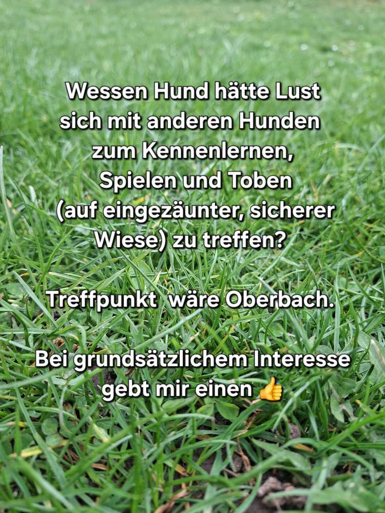 Hundetreffen-Zusammen Spielen-Profilbild