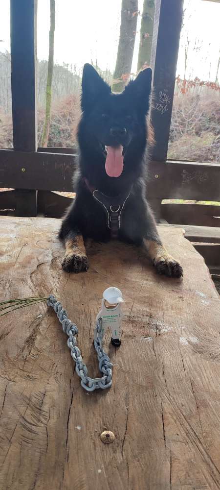 Hundetreffen-Traingspartner gesucht!-Profilbild