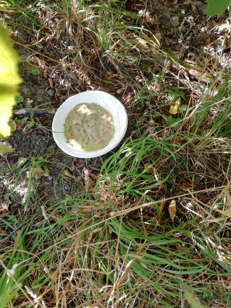 Giftköder-Vermeintliches Gift-Profilbild