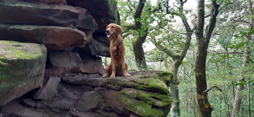 Hundetreffen-Spieltreff für spielfreudige Hunde-Profilbild