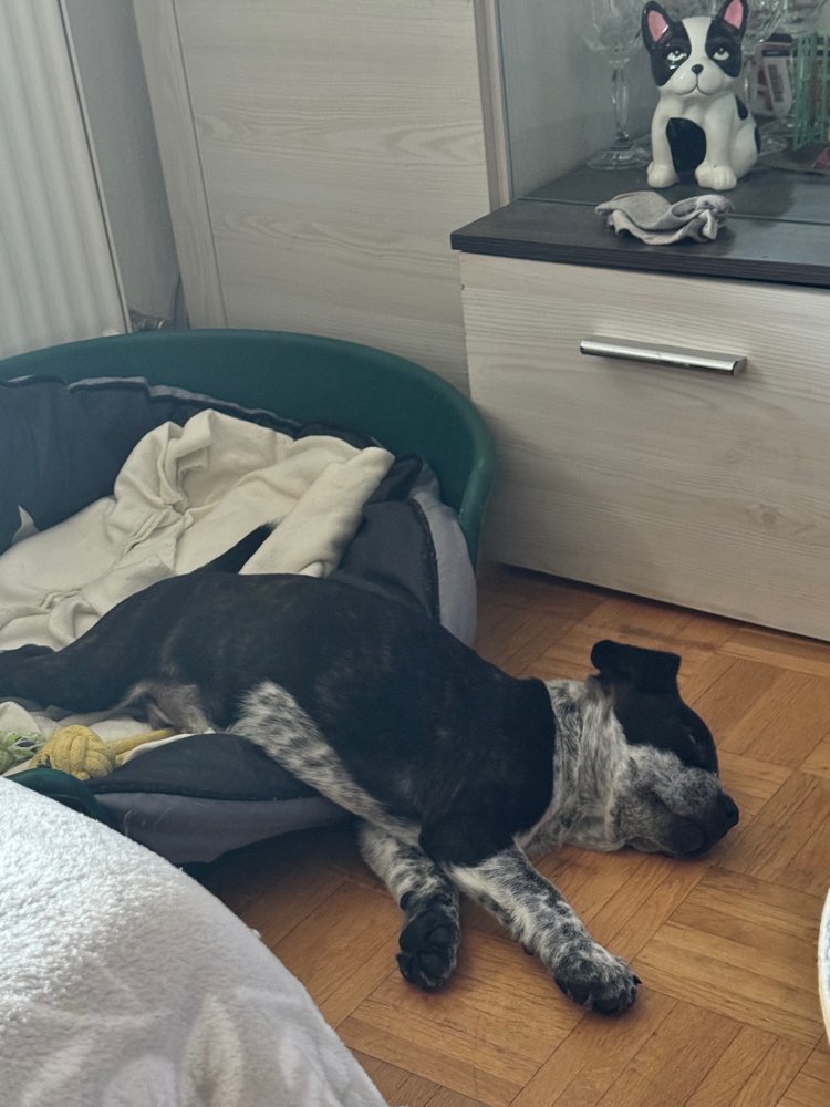 Hundetreffen-Welpentreffen Neustadt bei Coburg-Profilbild