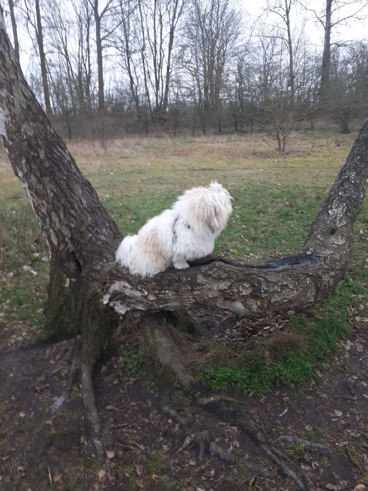 Hundetreffen-Gemeinsame Spaziergänge-Profilbild