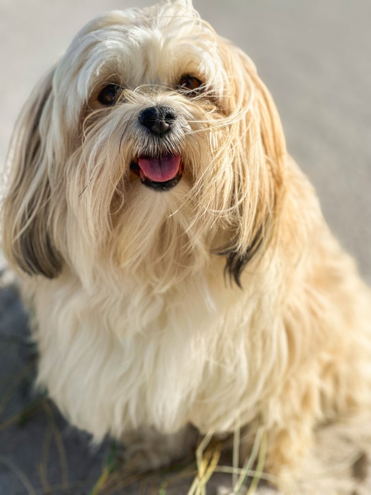 Hundetreffen-Hannover Kronsberg-Profilbild