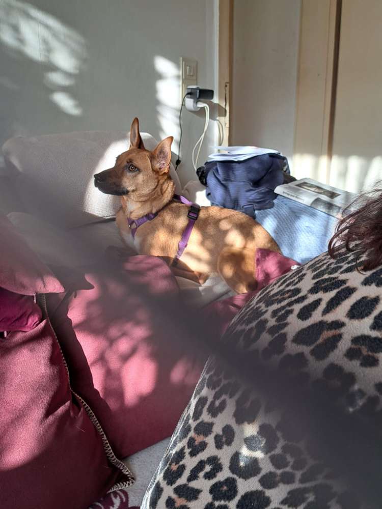 Hundetreffen-Biene sucht Hundekumpel zum Gassi gehen-Profilbild