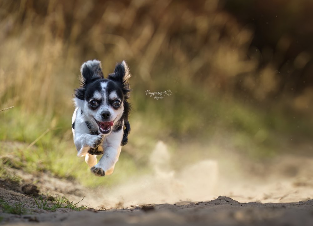 Hundetreffen-Gassirunde-Profilbild