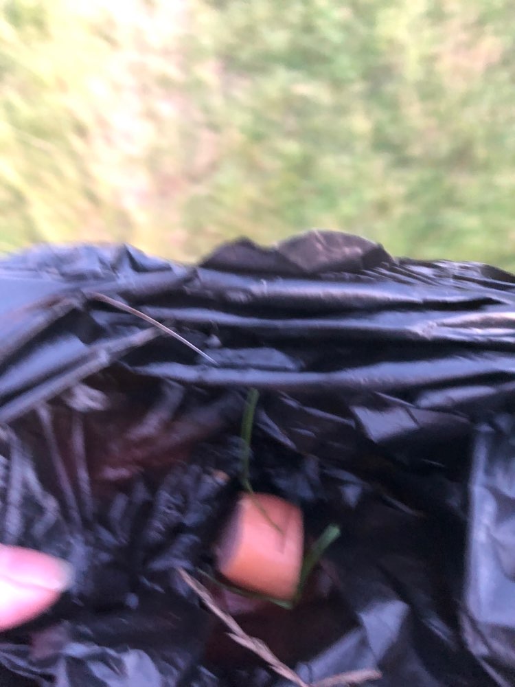 Giftköder-Brühwurst im Feld-Profilbild
