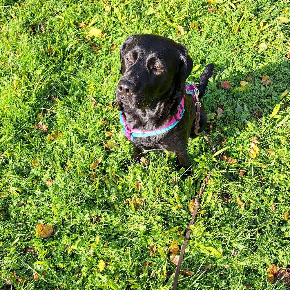 Hundetreffen-Social walks Köln Ehrenfeld-Profilbild