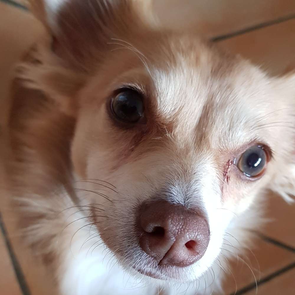 Hundetreffen-Regelmäsige Gassirunden-Profilbild