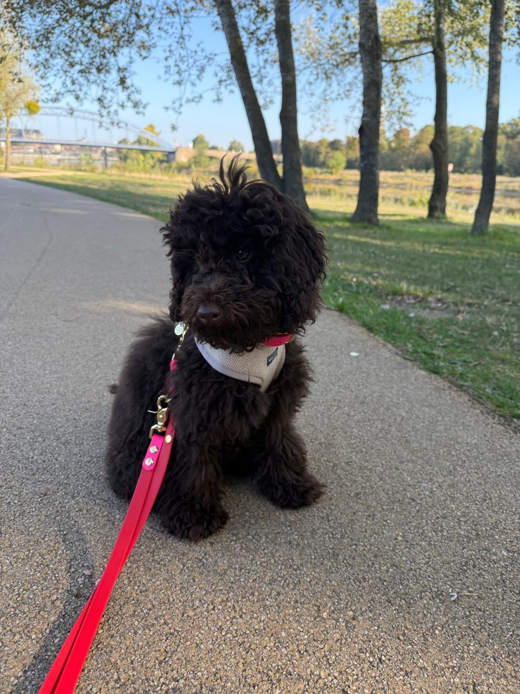 Hundetreffen-Social Walk/Training-Profilbild