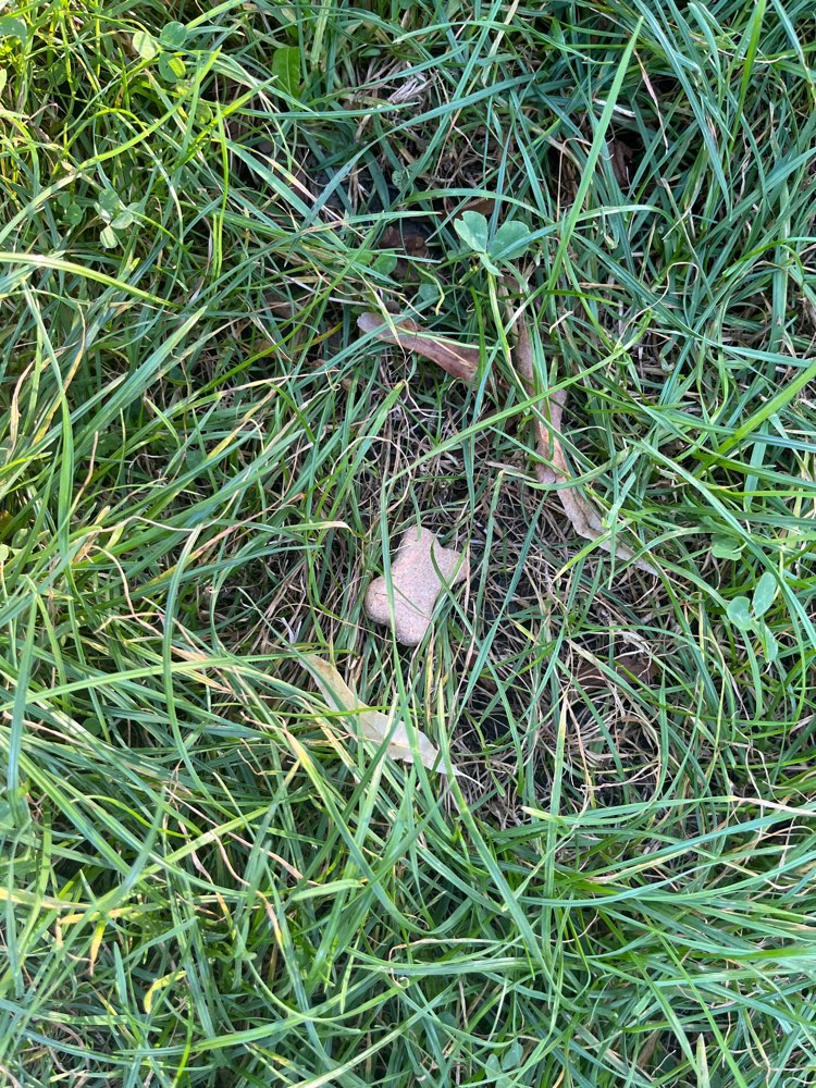 Giftköder-Hundekekse-Profilbild