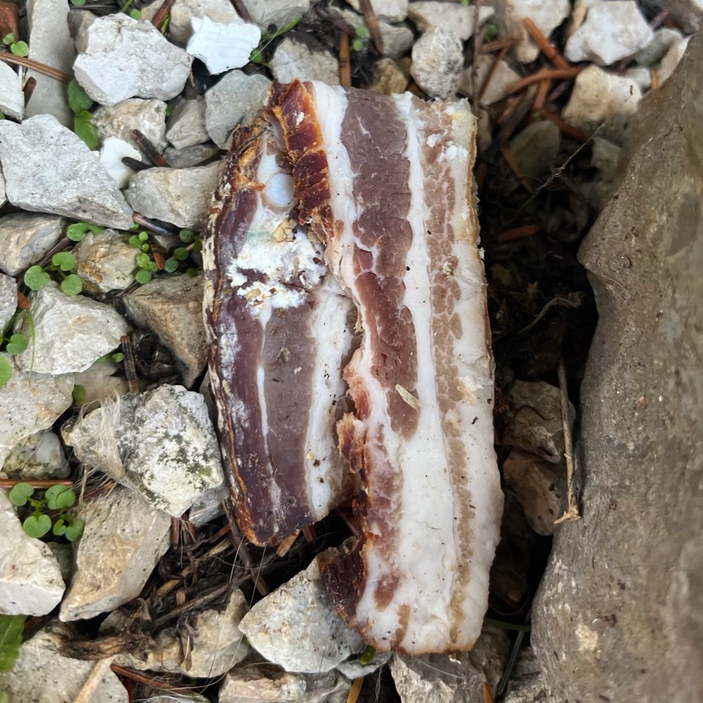 Giftköder-Vermutlich Giftköder in Garten-Profilbild