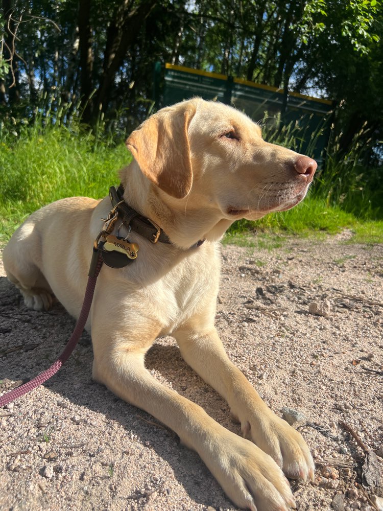 Hundetreffen-Trainingseinheit-Profilbild