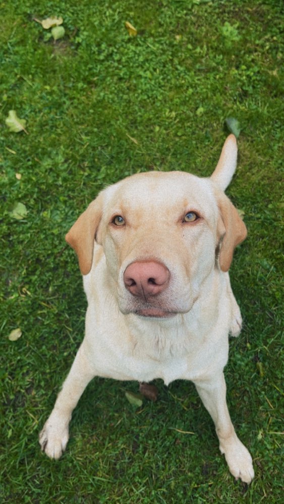 Hundetreffen-Hat jemand Lust zusammen zu spielen? 🐶-Profilbild