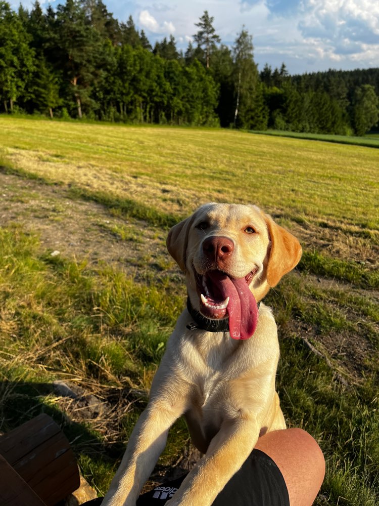 Hundetreffen-Zusammen Spielen und voneinander Lernen-Profilbild