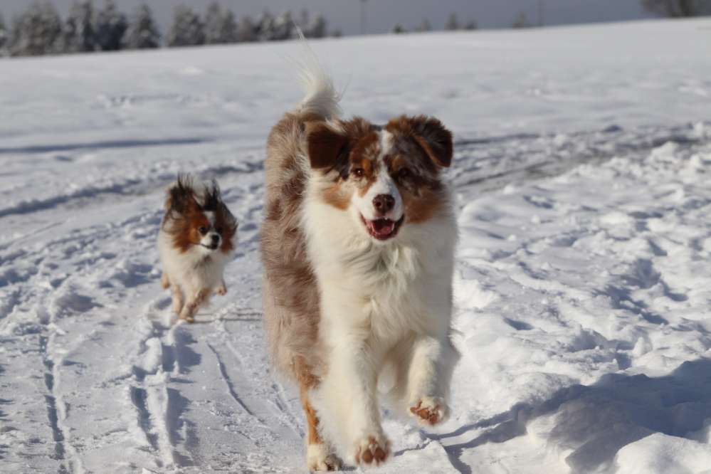 Hundetreffen-Wir suchen neue Gassi Partner für schöne gemeinsame Spaziergänge-Profilbild