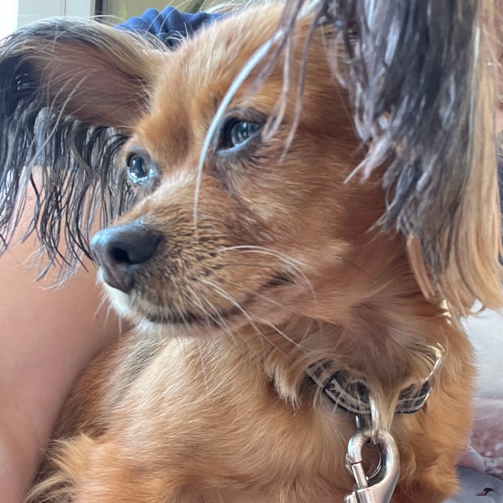 Hundetreffen-Schüchterner Russky Toy sucht eine Gassibegleitung-Profilbild