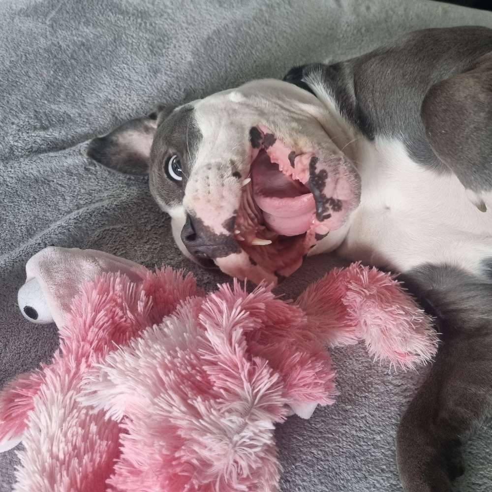 Hundetreffen-Gassi & Spielrunde-Profilbild