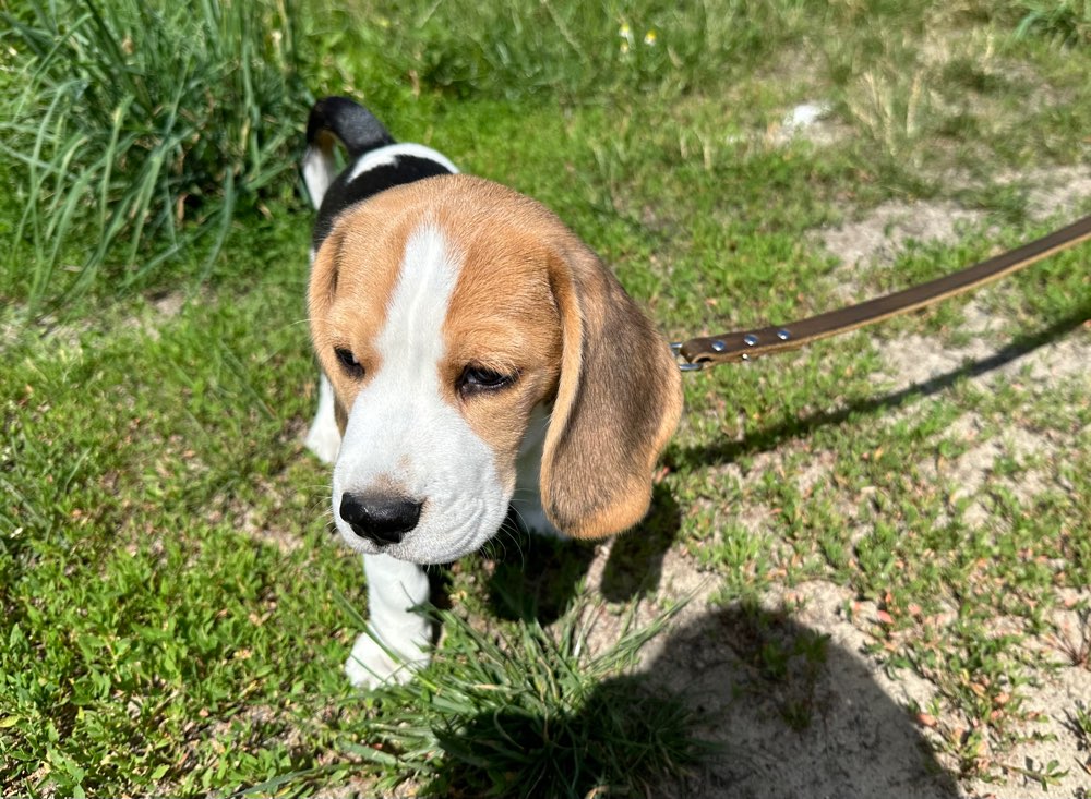 Hundetreffen-Gassi oder Spieletreff „Grünau / Köpenick“-Profilbild