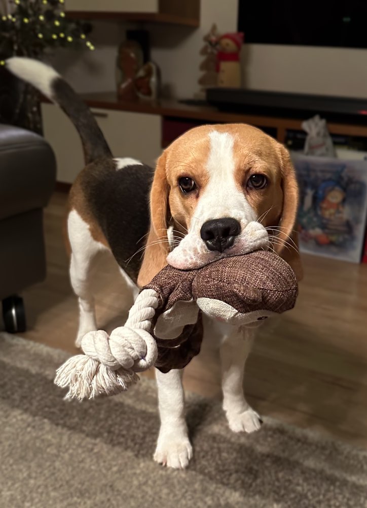 Hundetreffen-Gassi oder Spielpartner/in gesucht-Profilbild