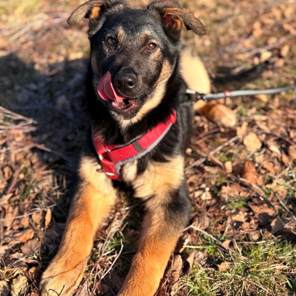 Hundetreffen-Spielen und gassi Runde-Profilbild