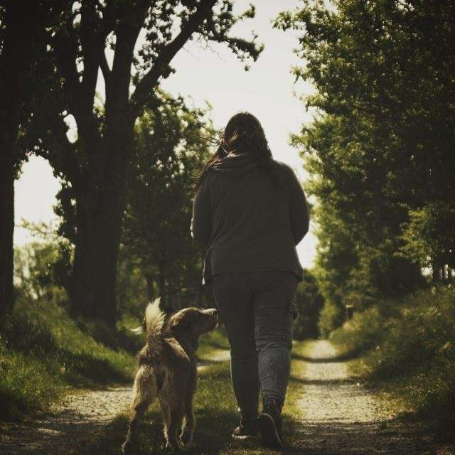 Hundetreffen-Spaziergang in Dresden-Profilbild