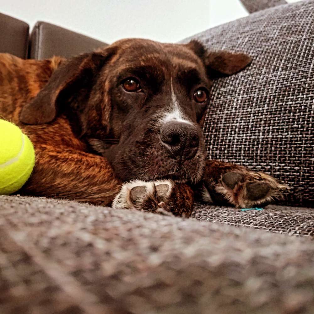 Hundetreffen-Spazieren gehen und spielen?🤗-Profilbild