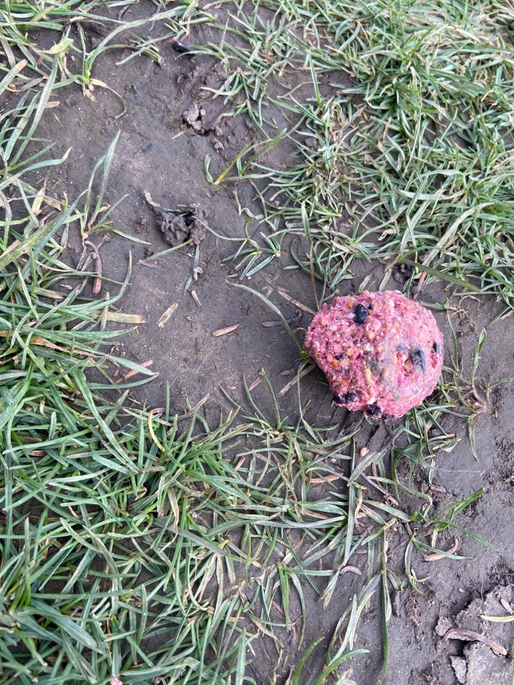 Giftköder-Eventuell Giftköder-Profilbild