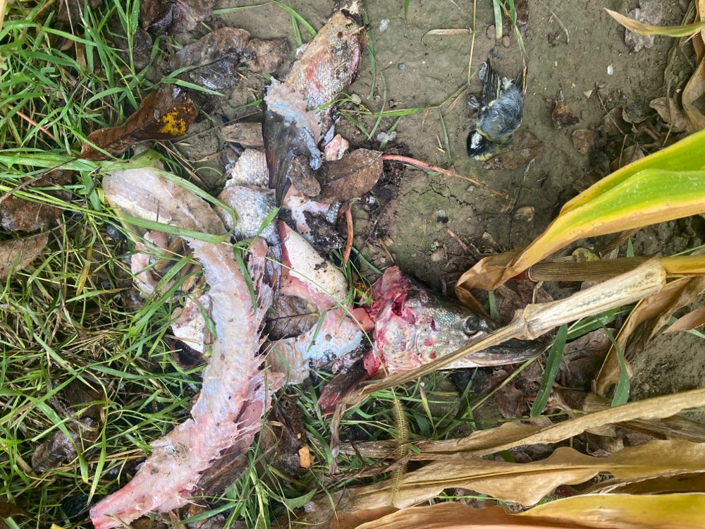 Giftköder-Kadaver, Toter Fisch und Vogel-Profilbild