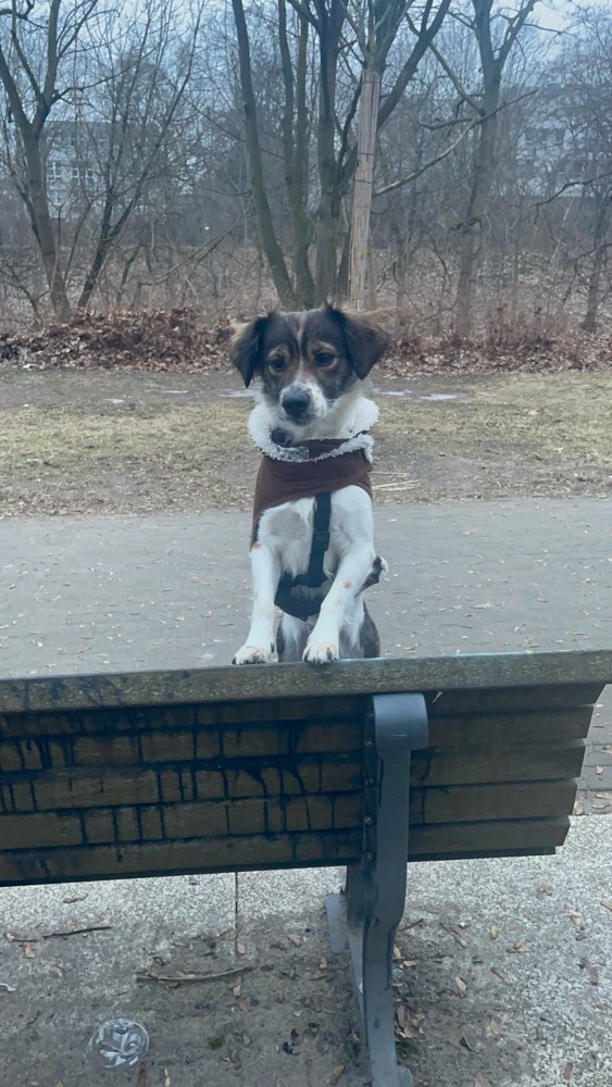 Hundetreffen-Spieltreffen für relativ kleine Hunde-Profilbild