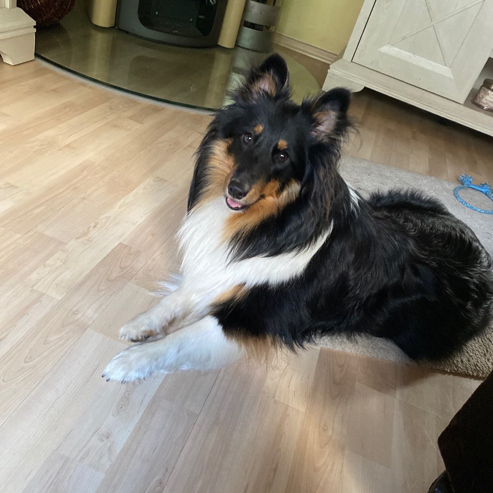 Hundetreffen-Spielfreunde gesucht-Profilbild