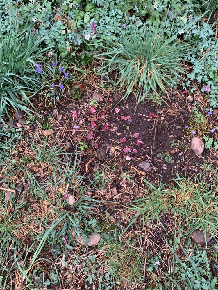 Giftköder-Rinderfleisch-Stücke-Profilbild