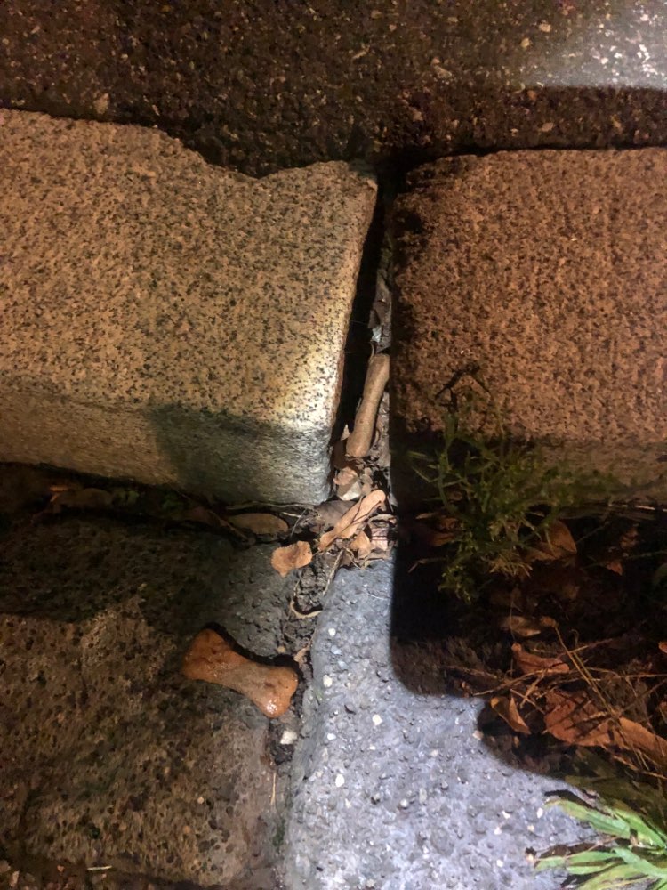 Giftköder-Hundekekse am Straßenrand verteilt-Profilbild