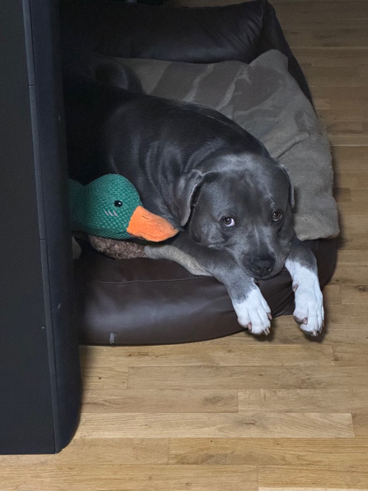 Hundetreffen-Sozialer Schnuffel Spaß-Profilbild