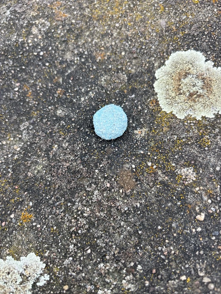 Giftköder-Rattengift auf der Wiese der Mühle-Profilbild