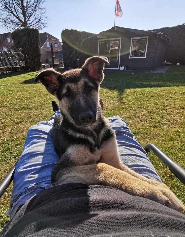 Hundetreffen-Hallo wir suchen Spielgefährten in Mesum-Profilbild