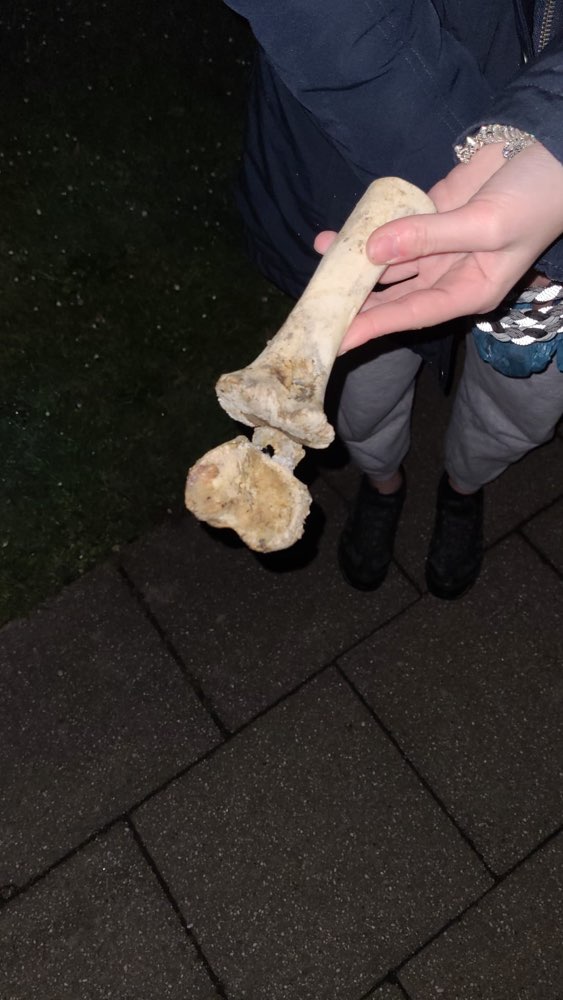 Giftköder-Knochen-Profilbild