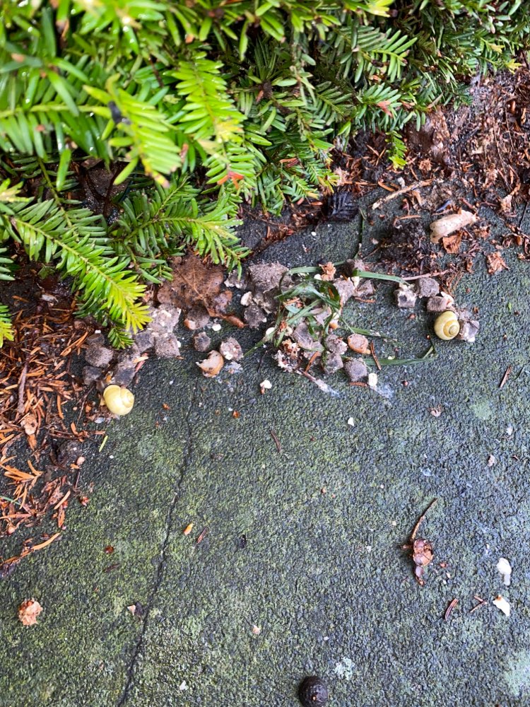 Giftköder-Eventuell Giftköder-Profilbild