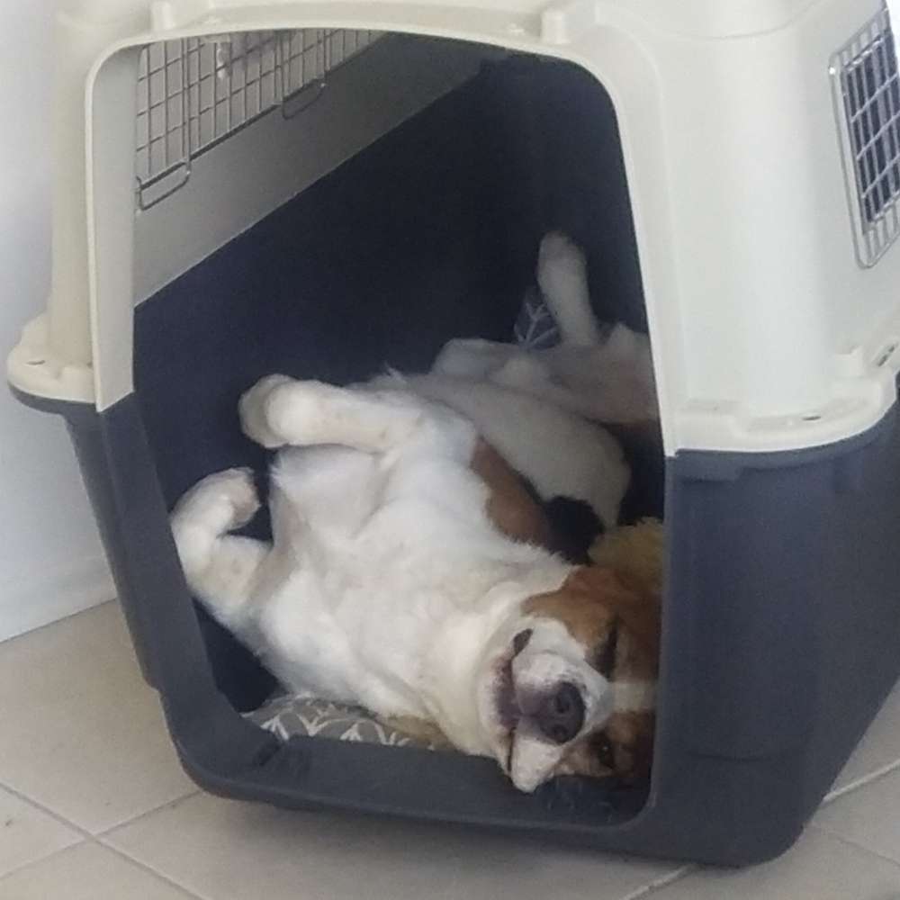 Hundetreffen-Nette Gassirunde oder Spieltreff-Profilbild