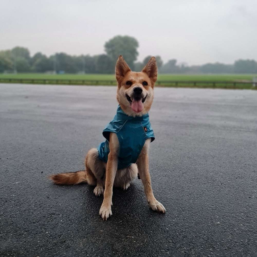 Hundetreffen-Gemeinsame Gassirunden🐾-Profilbild